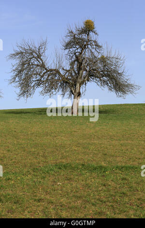 Mistel auf einem Apfelbaum Stockfoto