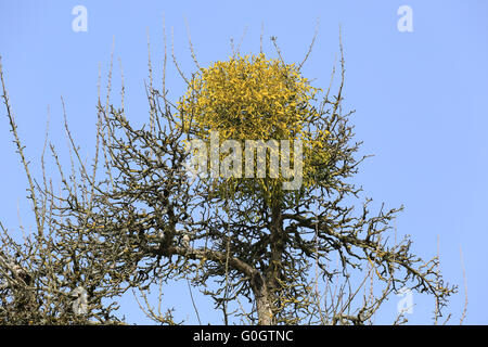 Mistel auf einem Apfelbaum Stockfoto