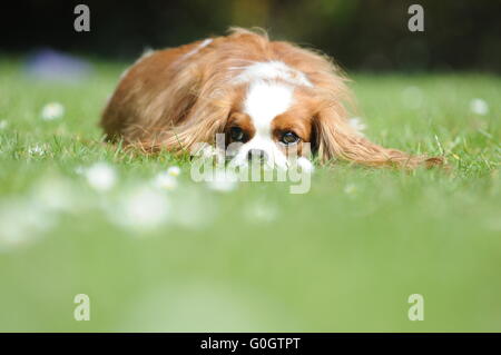 Ein King Charles Cavalier Hund an einen warmen sonnigen Sommertag liegen auf dem grünen Rasen. Stockfoto