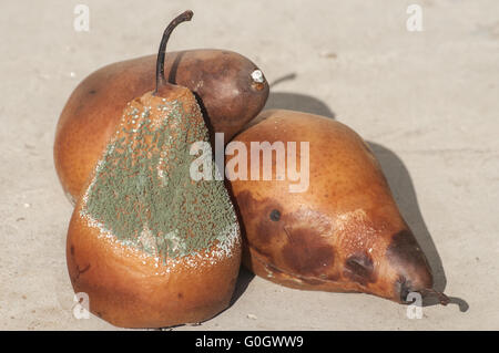 Faul und schimmelig braun Winter Birnen closeup Stockfoto