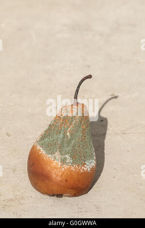 Faul und schimmelig braun Winter Birne closeup Stockfoto