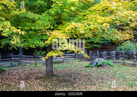 Herbst Ahornbaum und Split Zaun Stockfoto