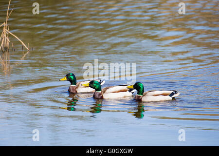 Drei männliche Stockenten cruisen die Gewässer am Cilgerran in Pembrokeshire Stockfoto