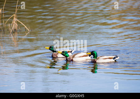 Drei männliche Stockenten cruisen die Gewässer am Cilgerran in Pembrokeshire Stockfoto