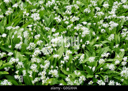 Blühenden Bärlauch Stockfoto