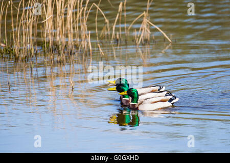 Drei männliche Stockenten cruisen die Gewässer am Cilgerran in Pembrokeshire Stockfoto