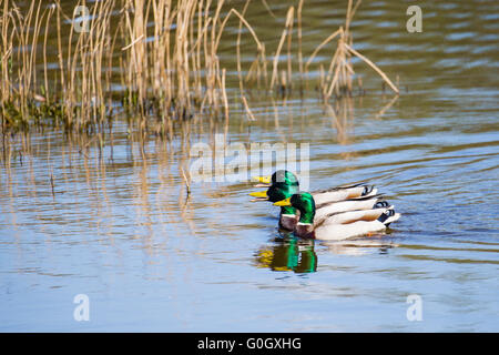 Drei männliche Stockenten cruisen die Gewässer am Cilgerran in Pembrokeshire Stockfoto