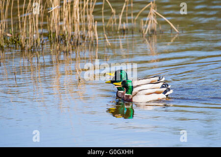 Drei männliche Stockenten cruisen die Gewässer am Cilgerran in Pembrokeshire Stockfoto