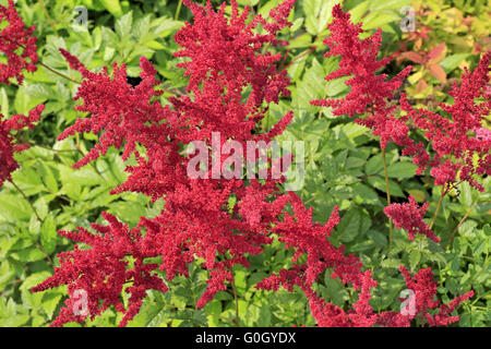 Astilbe innerhalb der Familie Saxifragaceae Stockfoto