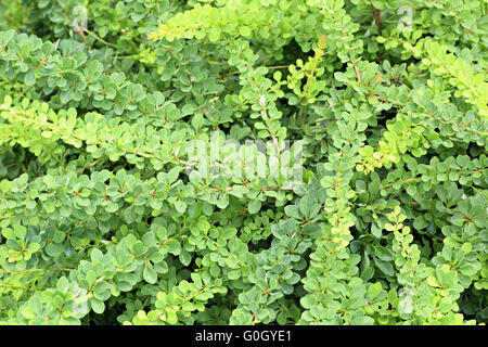 Berberis ist große Gattung der laubwechselnden und immergrünen Sträuchern Stockfoto