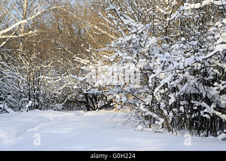 Zweige der Bäume mit Schnee bedeckt. Stockfoto