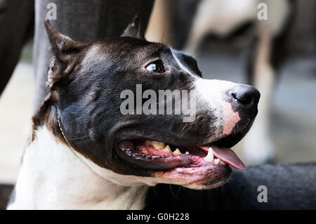 Stammbaum Staffordshire Bull Terrier Portrait auf den unscharfen Hintergrund Stockfoto