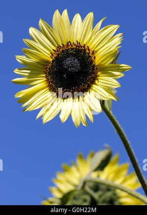 Gelbe Sonnenblumen über dem tiefblauen Himmelshintergrund Stockfoto