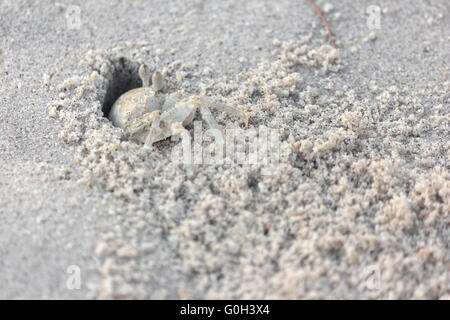 Ghost Krabben am Strand für ein gemeinsames Land leben Stockfoto