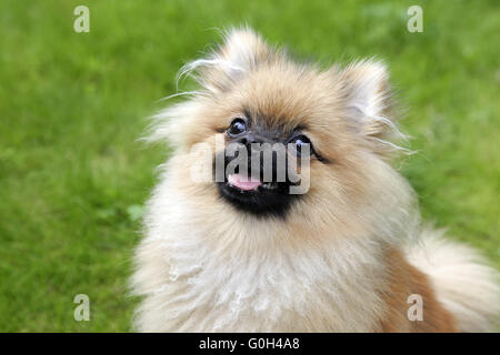 Pommerschen Hund Stockfoto