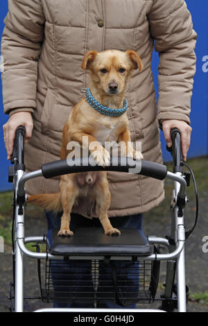 Hund auf einer fahrbaren Gehhilfe Stockfoto