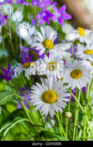 Bouquet von kleinen zarten Gänseblümchen, Nahaufnahme Stockfoto