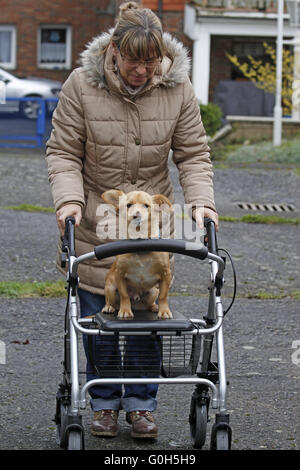 Frau mit Rädern Walker und Hund Stockfoto