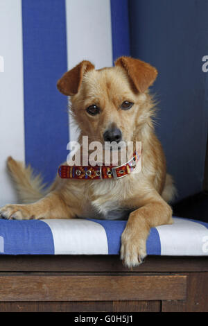 Hund im Strandkorb Stockfoto
