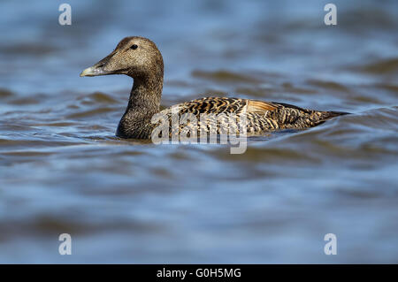 Weibliche gemeinsame Eiderente (Somateria Mollissima) Stockfoto