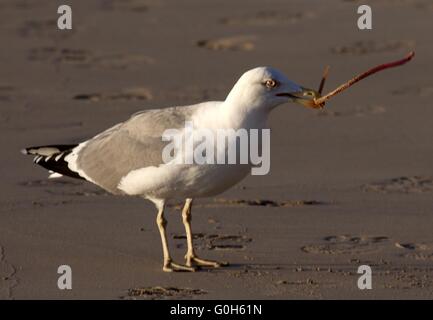 Europäische Silbermöwe Stockfoto