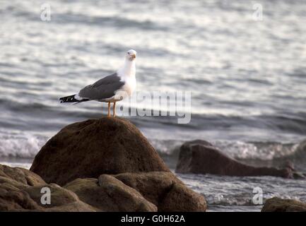 Europäische Silbermöwe Stockfoto