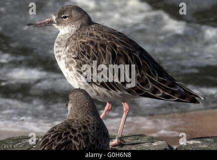 Ruff Stockfoto