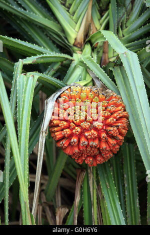 Hala Obst (Pandanus Tectorius) Stockfoto