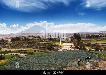Kühe, Vulkan und Altstadt Stockfoto