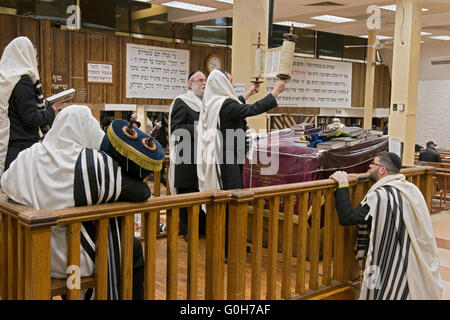 Tora-Rolle wird ausgelöst, nachdem eine Lesung am Wochentag Morgen Dienstleistungen auf eine Synagoge in Brooklyn, New York. Stockfoto