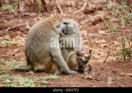 Babypavian Oliven oder Anubis Pavian (Papio Anubis), Lake Manyara National Park, Tansania, Afrika Stockfoto