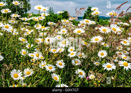 Blütenstände von gemeinsamen Daisy erhellen eine Wiese mit ihren weißen Blütenblättern und gelben Zentren unter den benachbarten Pflanzen Stockfoto