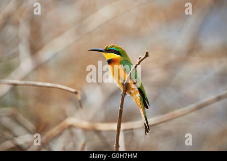 kleine Bienenfresser (Merops percivali), Lake Manyara National Park, Tansania, Afrika Stockfoto