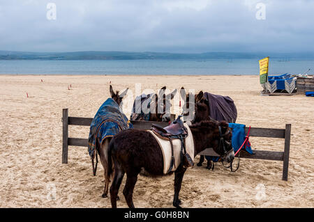 Nutzen Sie an einem grauen Tag Esel die Gelegenheit zu entspannen, während auf den fast menschenleeren Strand von Weymouth zu einer bebenden Schiene befestigt Stockfoto