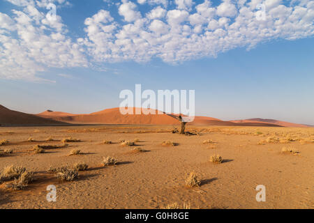 Alten Toten Baum vor Sand Dünen Sossusvlei, Namibia Stockfoto