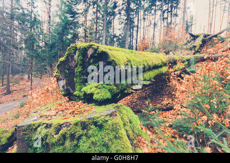 Baum, bewachsen mit Moos im Wald closeup Stockfoto