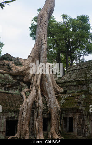 Wurzeln der Tetrameles Nudiflora, bekannt als die "Tomb Raider Tree', dringen in eine Wand im Innenhof, Ta Prohm, Kambodscha Stockfoto