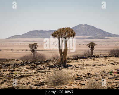 Drei isolierten Köcherbaum, Aloe Dichotoma, mit Berg im Hintergrund. Namibia. Afrika. Stockfoto