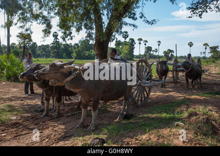 Wasserbüffel-Team, Ta Chet Dorf, Somroang ja Gemeinde, Puok District, Provinz Siem Reap, Kambodscha Stockfoto