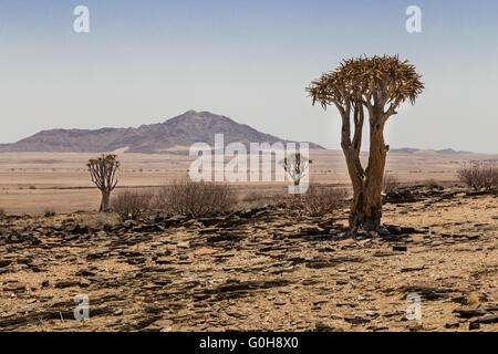 Drei isolierten Köcherbaum, Aloe Dichotoma, mit Berg im Hintergrund. Namibia. Afrika. Stockfoto