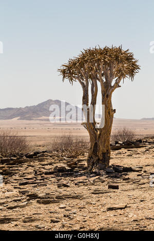 Isolierte Köcherbaum, Aloe Dichotoma, mit Berg im Hintergrund. Namibia. Afrika. Stockfoto
