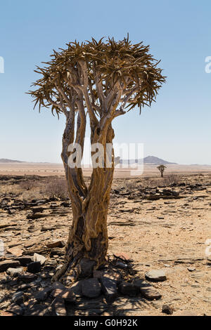 Isolierte Köcherbaum, Aloe Dichotoma, mit Berg im Hintergrund. Namibia. Afrika. Stockfoto
