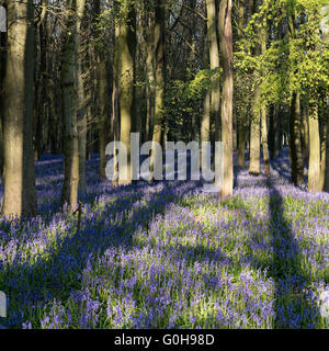 Woodland Glockenblumen Stockfoto