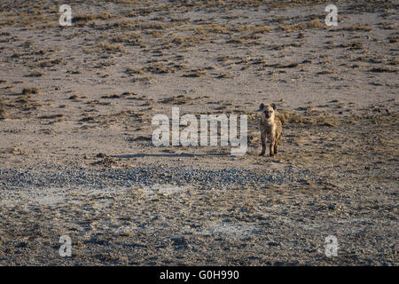 Baby-Hyäne für sich allein auf den offenen Ebenen des Etosha Nationalpark, Namibia. Stockfoto