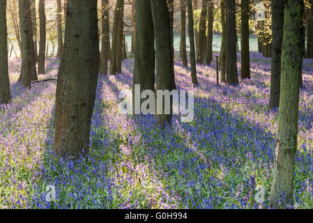 Woodland Glockenblumen Stockfoto