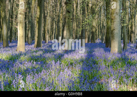 Woodland Glockenblumen Stockfoto