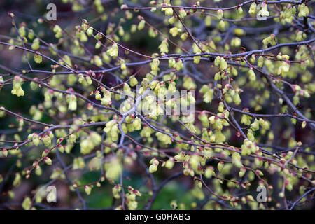 Butterblume winterhazel Stockfoto