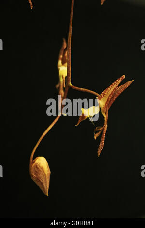 Brown spotted cremig gelb Gongora Catilligera Orchidee blüht mit einer Blütenknospe hängen von der Pflanze oben öffnen. Stockfoto