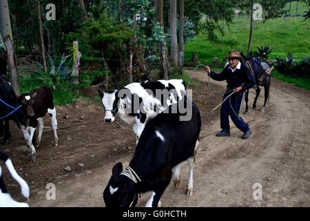 Viehzüchter in Pulun "Las Huaringas" - HUANCABAMBA... Abteilung von Piura. Peru Stockfoto