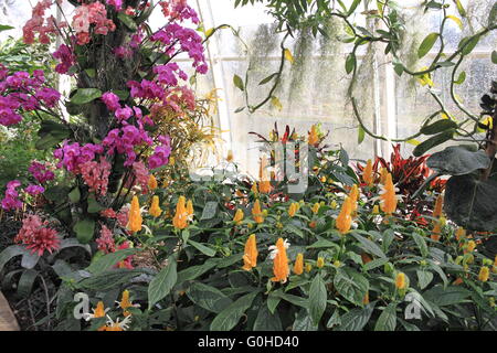 Orchidee Display im Gewächshaus, RHS Garden Wisley, Woking, Surrey, England, UK, Europa. Stockfoto